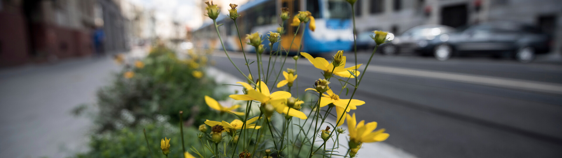 ilustrační foto - rozkvetlé jarní kvítí v centru města a v pozadí tramvaj DPO