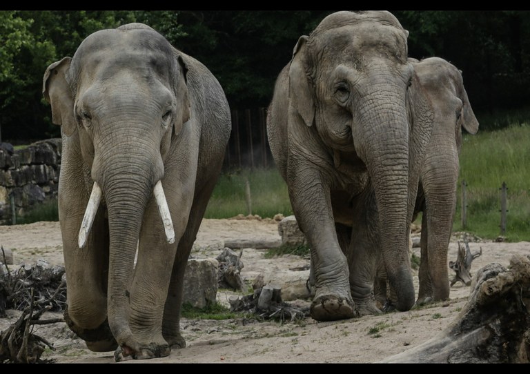 Ostravská zoo má nového slona