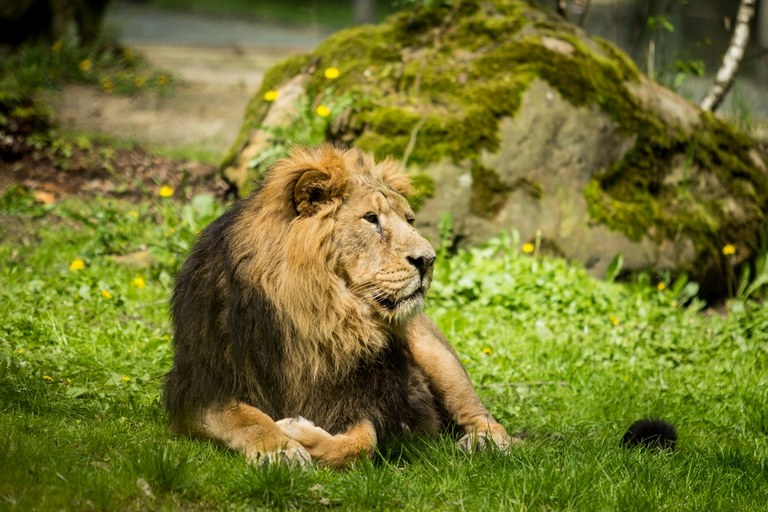 Do ostravské ZOO se letos vrátí lev indický