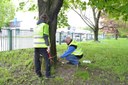 První kaštany byly ošetřeny v sadu Jožky Jabůrkové ve Vítkovicích.