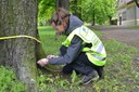 Roztok zničí nebo vypudí larvy škůdce klíněnky jírovcové.