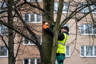 Instalace ptačích budek ve městě