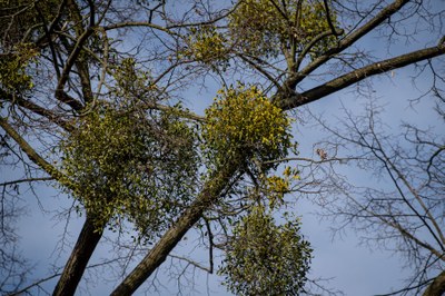 Ke stovkám ošetřených stromů přibydou v Ostravě další