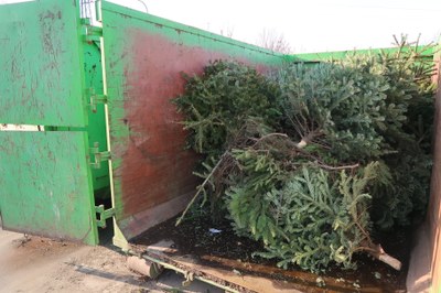 Město zajistí svoz vánočních stromků od kontejnerových stání v blízkosti sídlištní a bytové zástavby