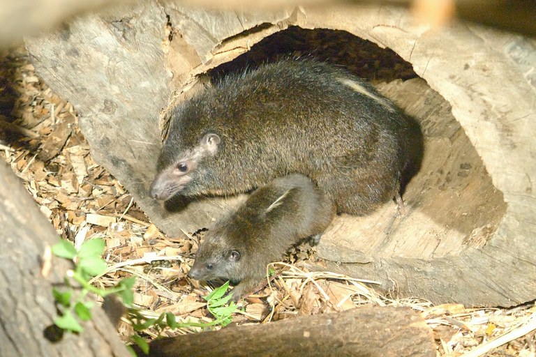 Mládě damana je v Zoo Ostrava konečně k vidění