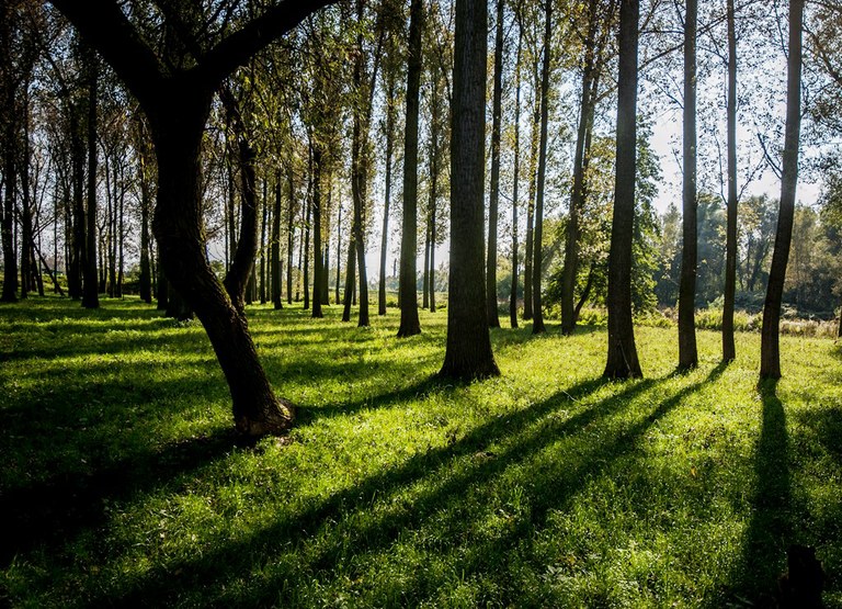 Nová zeleň přispěje ke zlepšení ovzduší v Ostravě