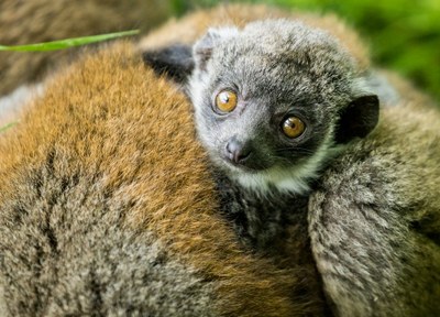 Ohlédnutí za rokem 2018 v Zoo Ostrava 