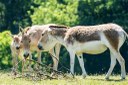 Onageři v Zoo Ostrava.