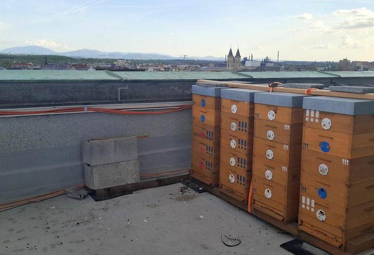 Ostrava má medové srdce