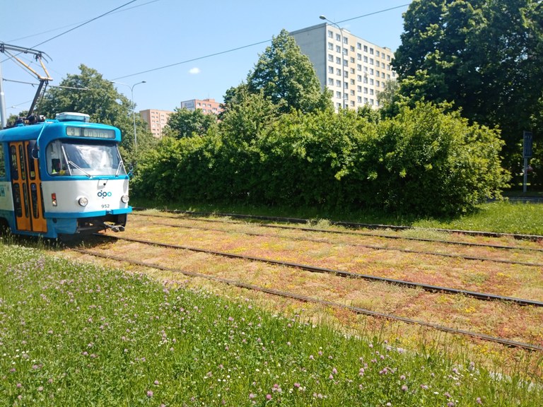Ostrava zahájila v ulici Horní inovativní ozelenění tramvajové trati 