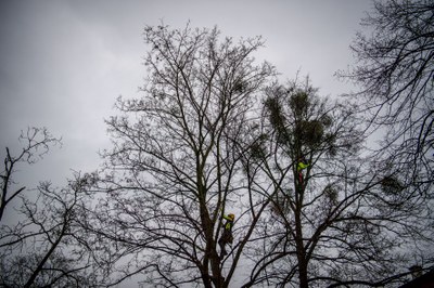  Ostrava zajistí ošetření stovek stromů napadených jmelím bílým