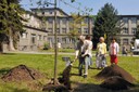 Součástí ceremoniálu byla výsadba dubu, zasypává jej rektor OSU Jiří Močkoř