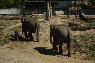 Pavilon slonů v zoo Ostrava je opět otevřen