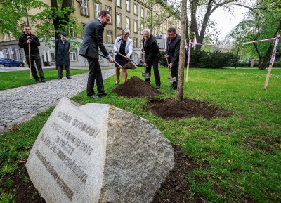 Poblíž radnice zakořenil Strom svobody