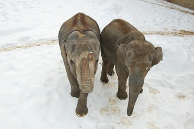 Podpořte ostravskou ZOO a Dolní oblast Vítkovic v anketě atraktivit cestovního ruchu