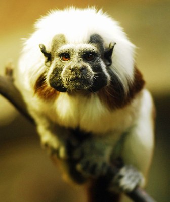 Pozvánka do zoo: expozice Malá Amazonie a letní kino