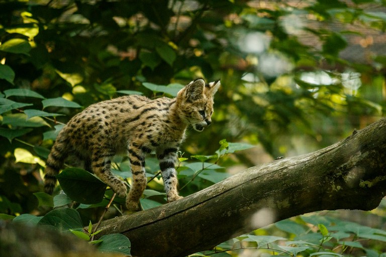 Servalí rodinka láká k návštěvě ZOO