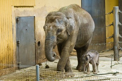Smutná zpráva ze zoo - sloní mládě uhynulo