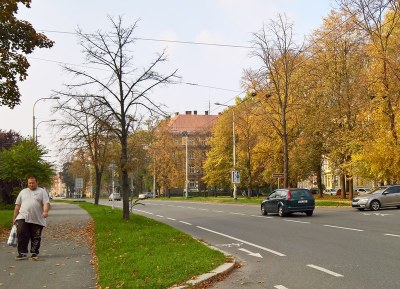 Suché lípy ohrožovaly chodce  