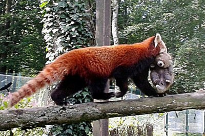 Tajemná panda červená má mládě 