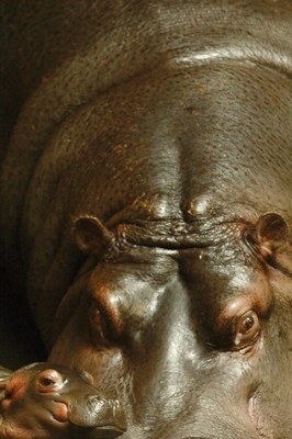 V ostravské zoo se narodilo hroší mládě