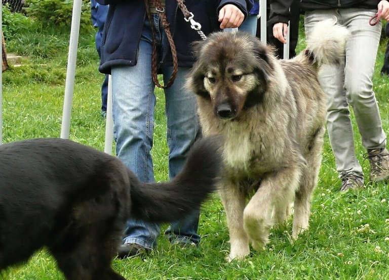 V útulku je nejméně psů za poslední léta