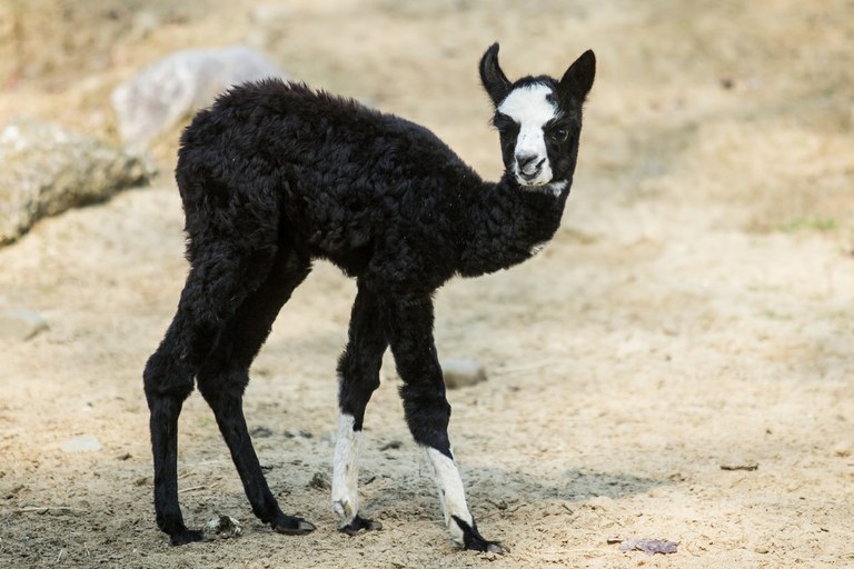 V zoo se to hemží mláďaty 