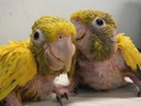 Malí papoušci guaroubi zlatí. 