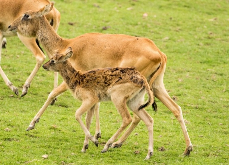 V zoo si užijete také safari vyjížďku  