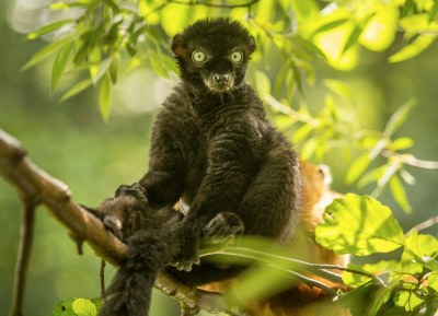 Veřejnost během v zoo pomůže lemurům 