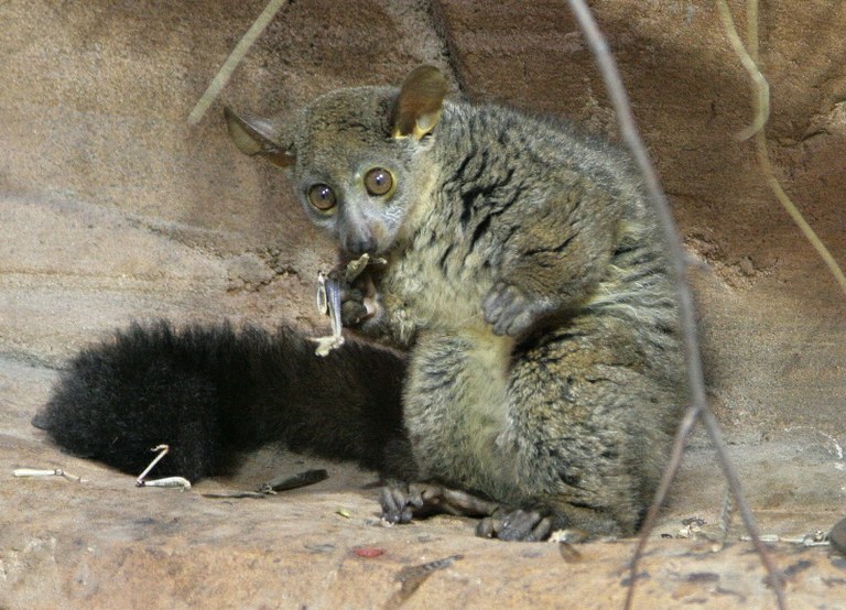 Zoo má novou „noční“ expozici