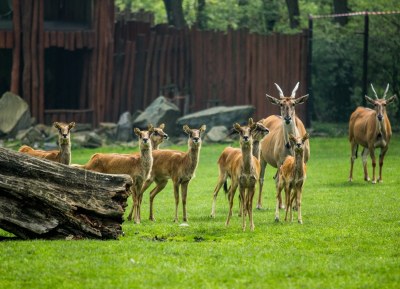 Zoo na podporu záchranných programů