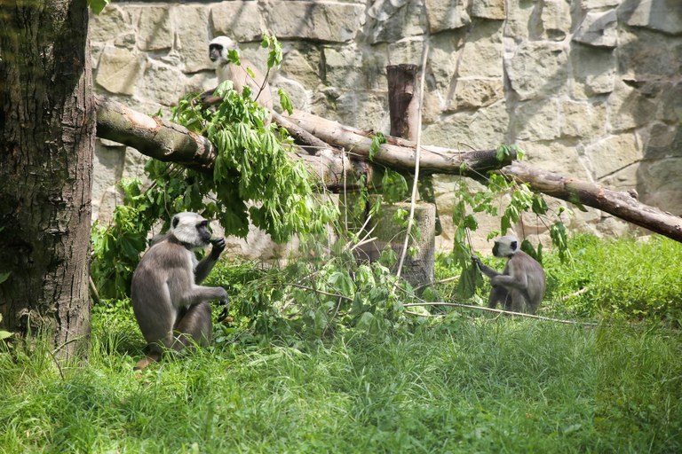 Zoo Ostrava darovala hulmany posvátné polským zoo