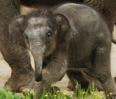 Zoo Ostrava: navrhněte jméno pro sloní samičku