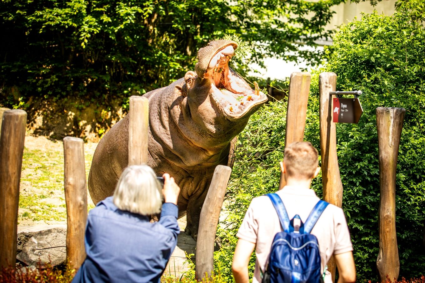 Velké oblibě se mezi návštěvníky těší hroch obojživelný. Foto: Monika Vlčková
