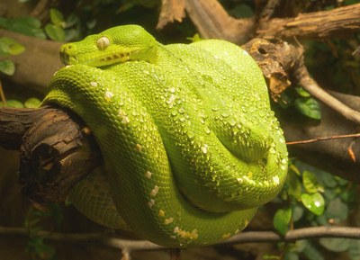 Zoo Ostrava zve na prohlídku i během vánočních svátků