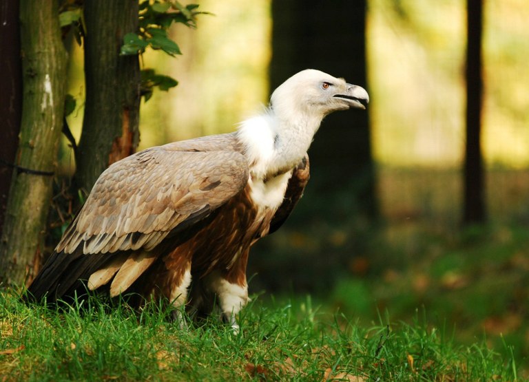 Zoo podpoří dvěma korunami ze vstupného záchranné projekty  