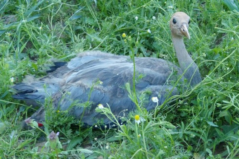 Zoo značkuje jeřáby popelavé 