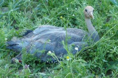 Zoo značkuje jeřáby popelavé 