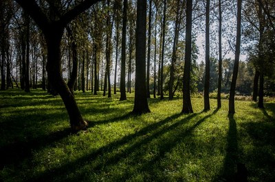 The new greenery will contribute to improving the air in Ostrava