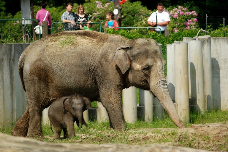 Zoo Ostrava celebrates 60th anniversary — Ostrava