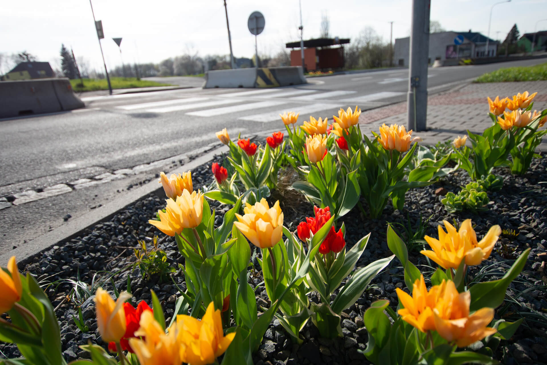 ilustrační foto - rozkvetlé tulipány v centru města Ostravy